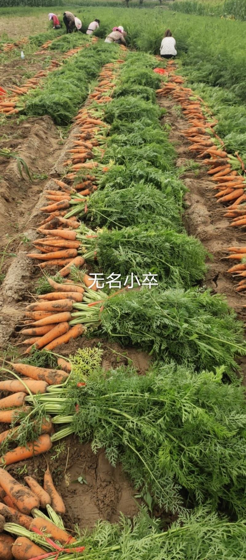 全秧毛货红萝卜0.45走车价格实惠全国发货