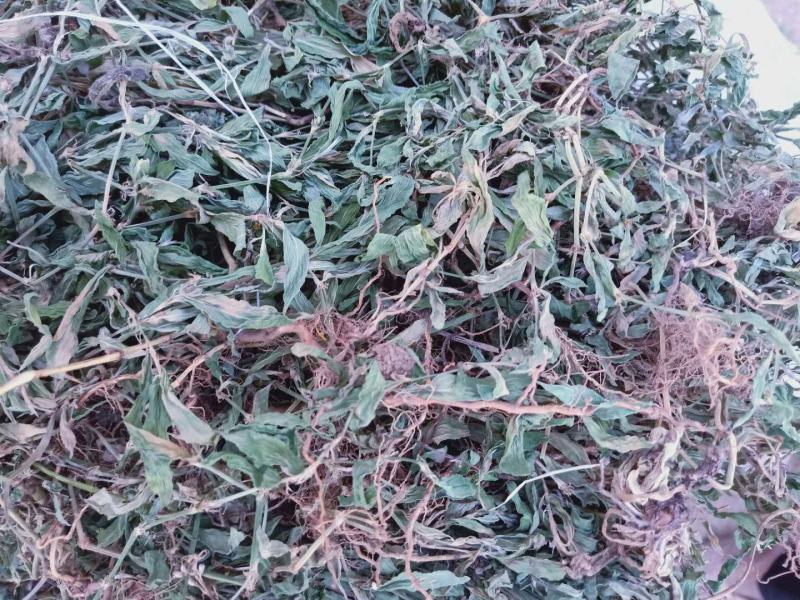 萹蓄全干货高含量野生