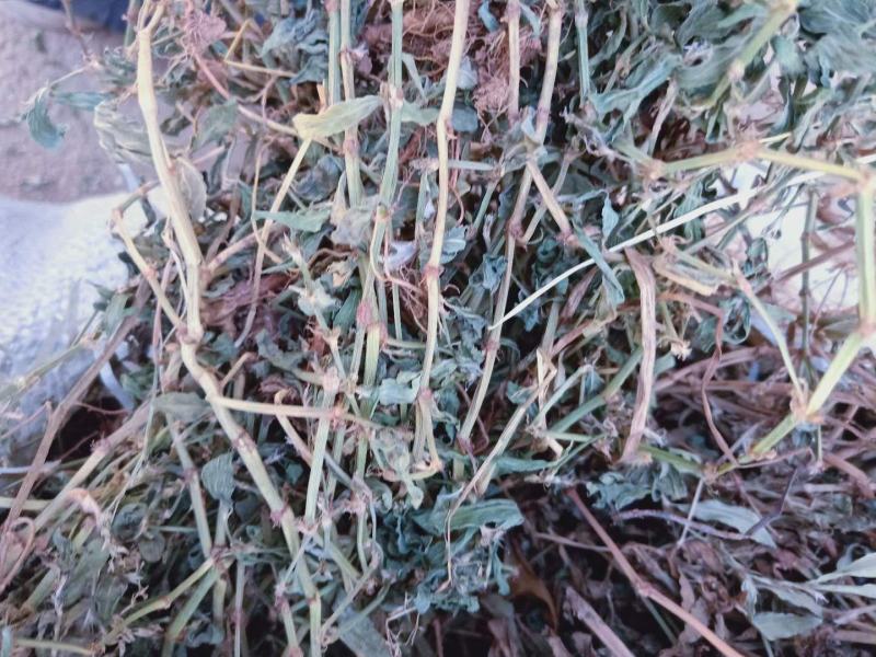 萹蓄全干货高含量野生