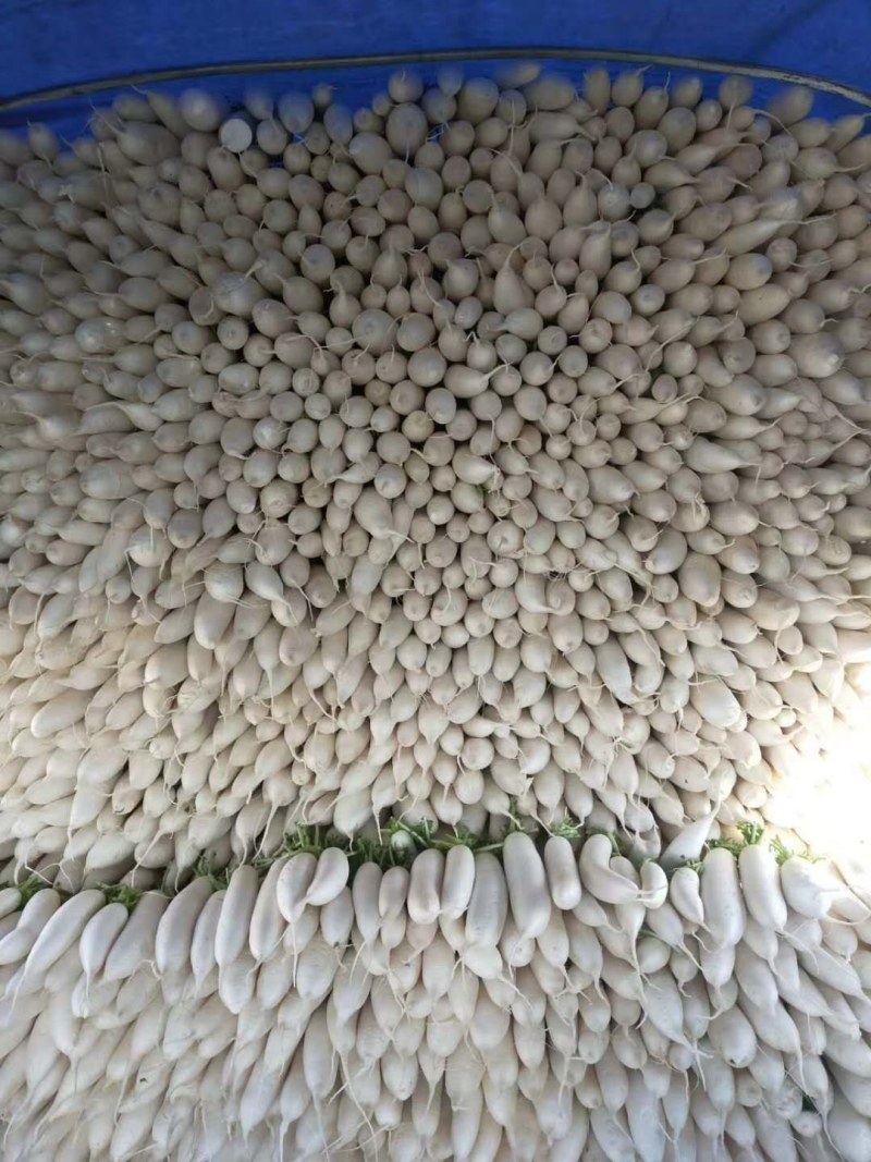 高山冷凉精品白萝卜，保鲜耐高温不邹皮