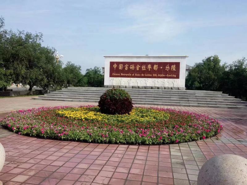 手摘乐陵富硒金丝小枣