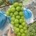 阳光玫瑰（小雨棚、颗粒均匀、果香味美、甜度高）