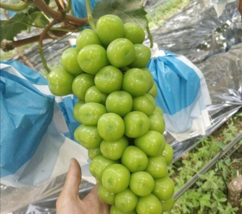 阳光玫瑰（小雨棚、颗粒均匀、果香味美、甜度高）