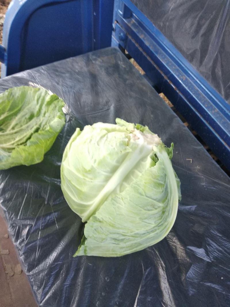 甘蓝上市球绿单球重1.5到2.5斤，绿层多，甜脆好吃，