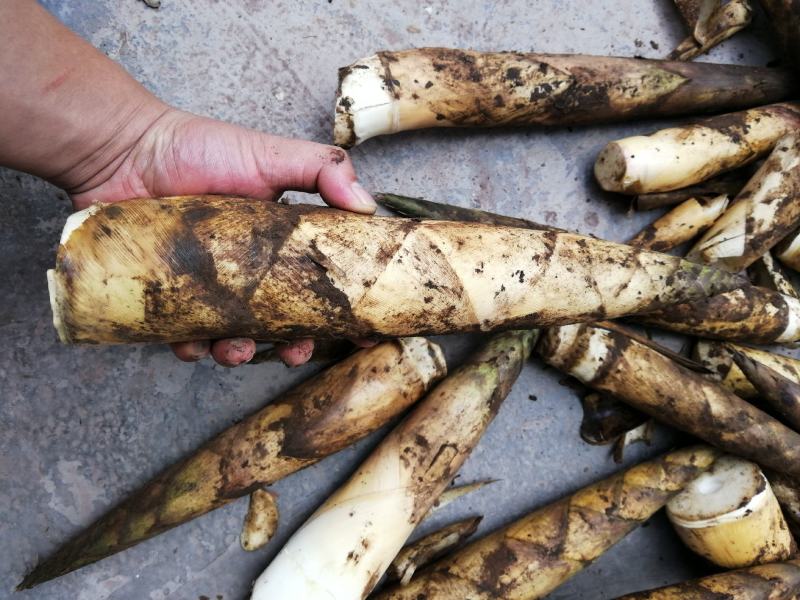 【牛商推荐】原生态精品八月笋牛尾笋口感脆爽现挖现发
