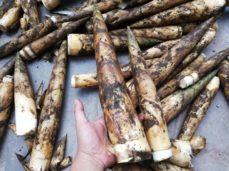 【牛商推荐】原生态精品八月笋牛尾笋口感脆爽现挖现发
