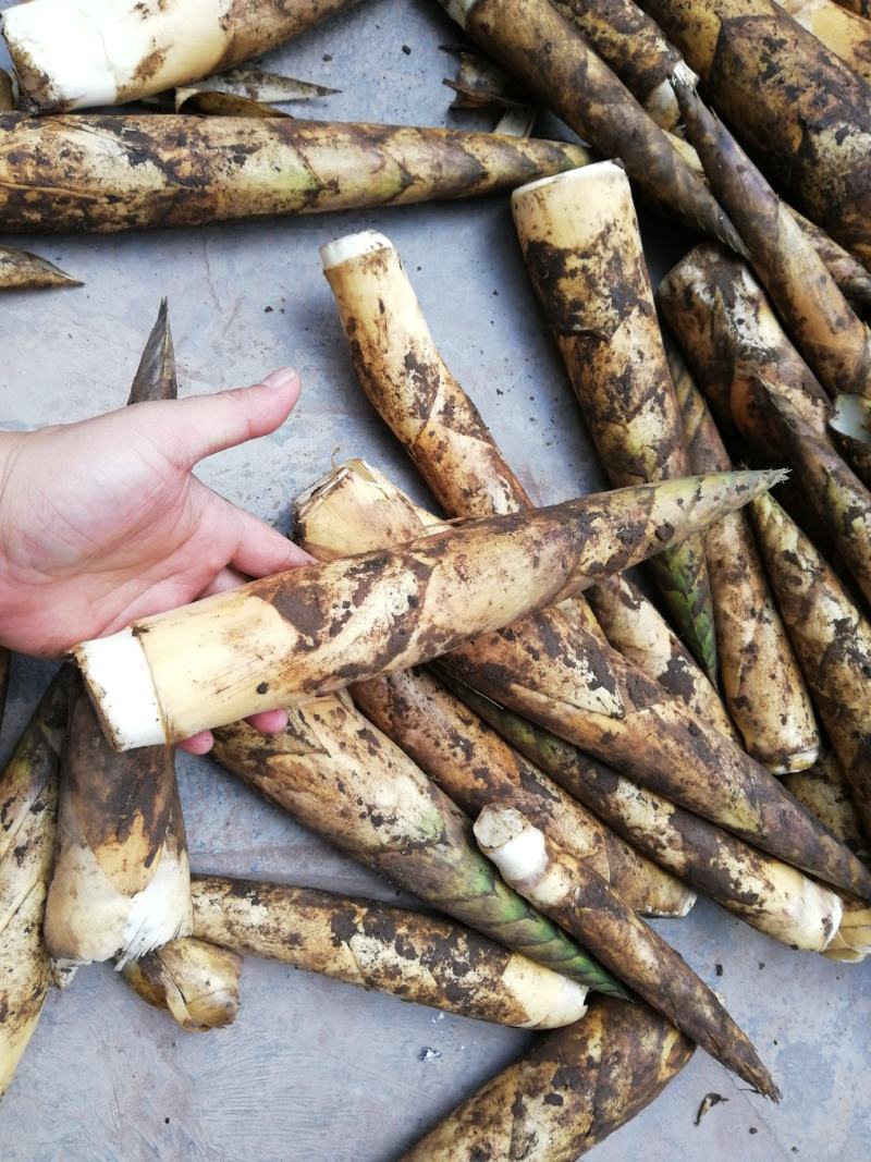 【牛商推荐】原生态精品八月笋牛尾笋口感脆爽现挖现发