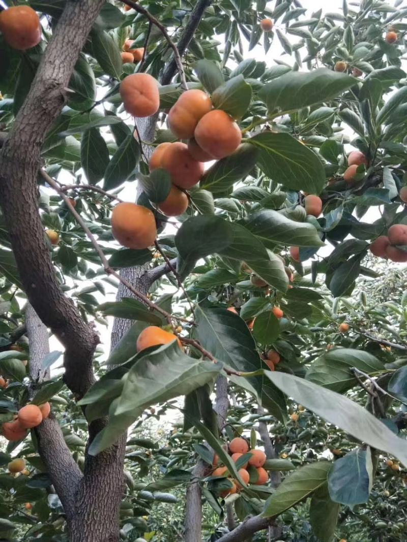 河北保定甜柿子上市了