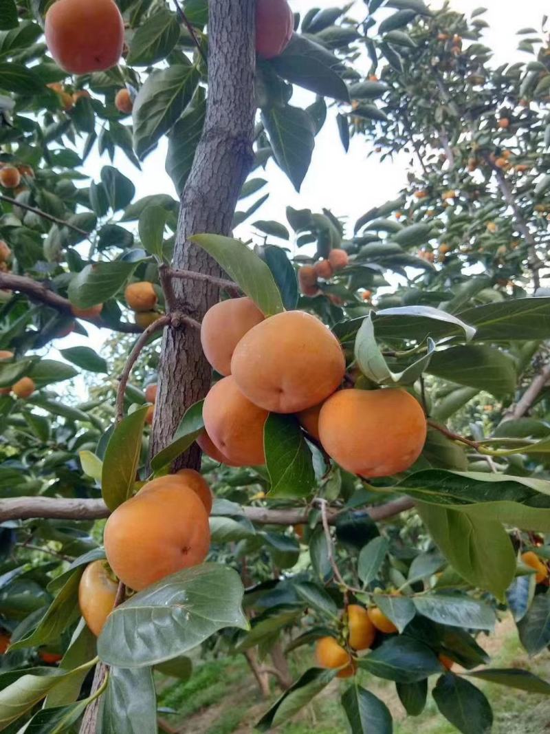 河北保定甜柿子上市了
