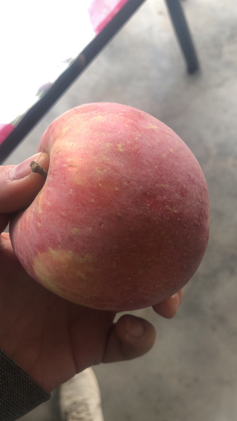 陕西当季脆甜多汁红富士，产地直供，一件代发