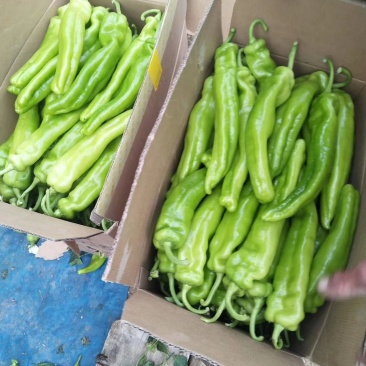 供应辽宁凌海牛角椒，质量好，货源充足，品质有保证。