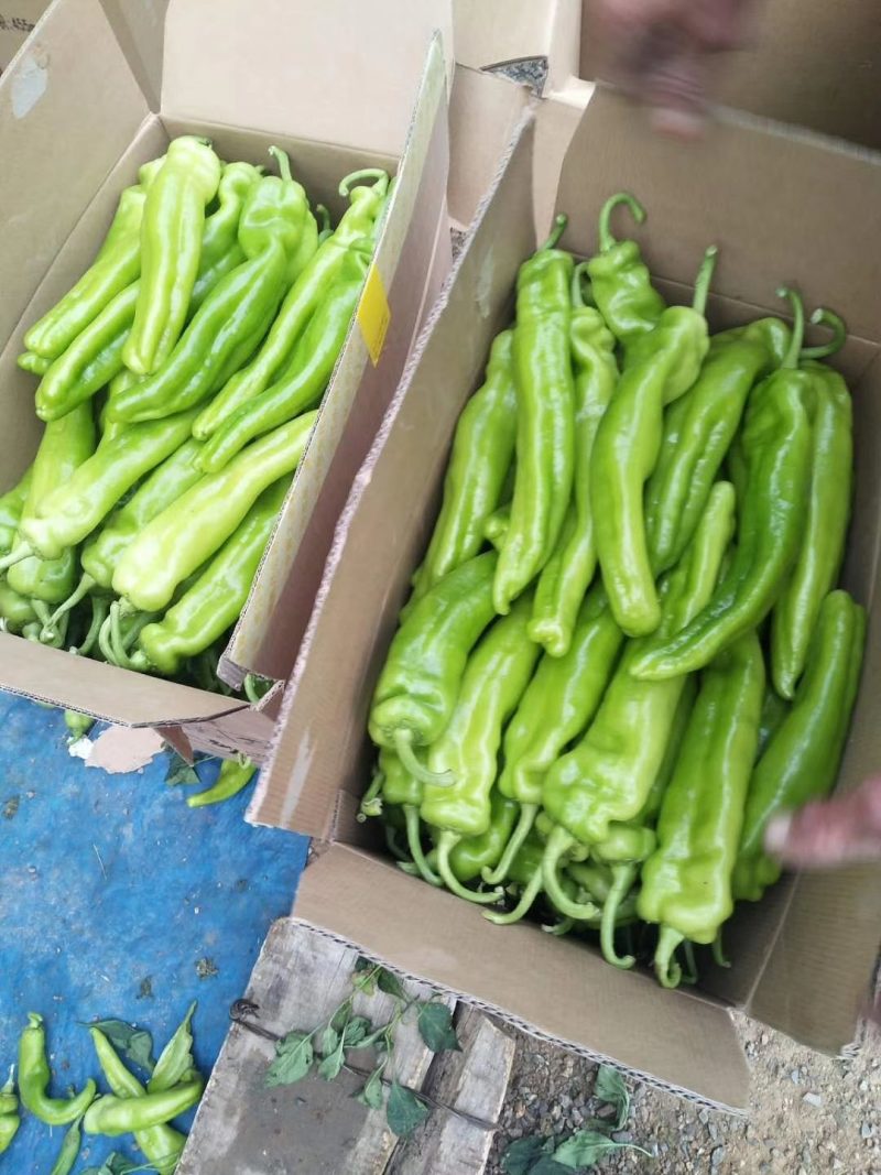 供应辽宁凌海牛角椒，质量好，货源充足，品质有保证。