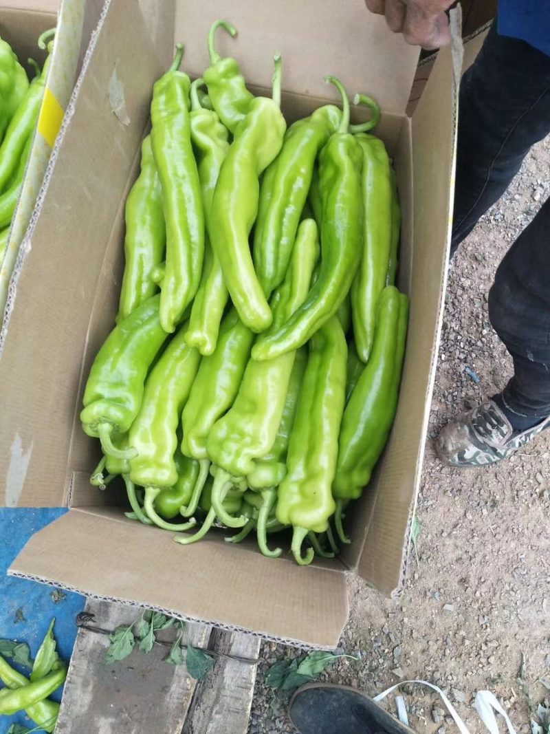 供应辽宁凌海牛角椒，质量好，货源充足，品质有保证。