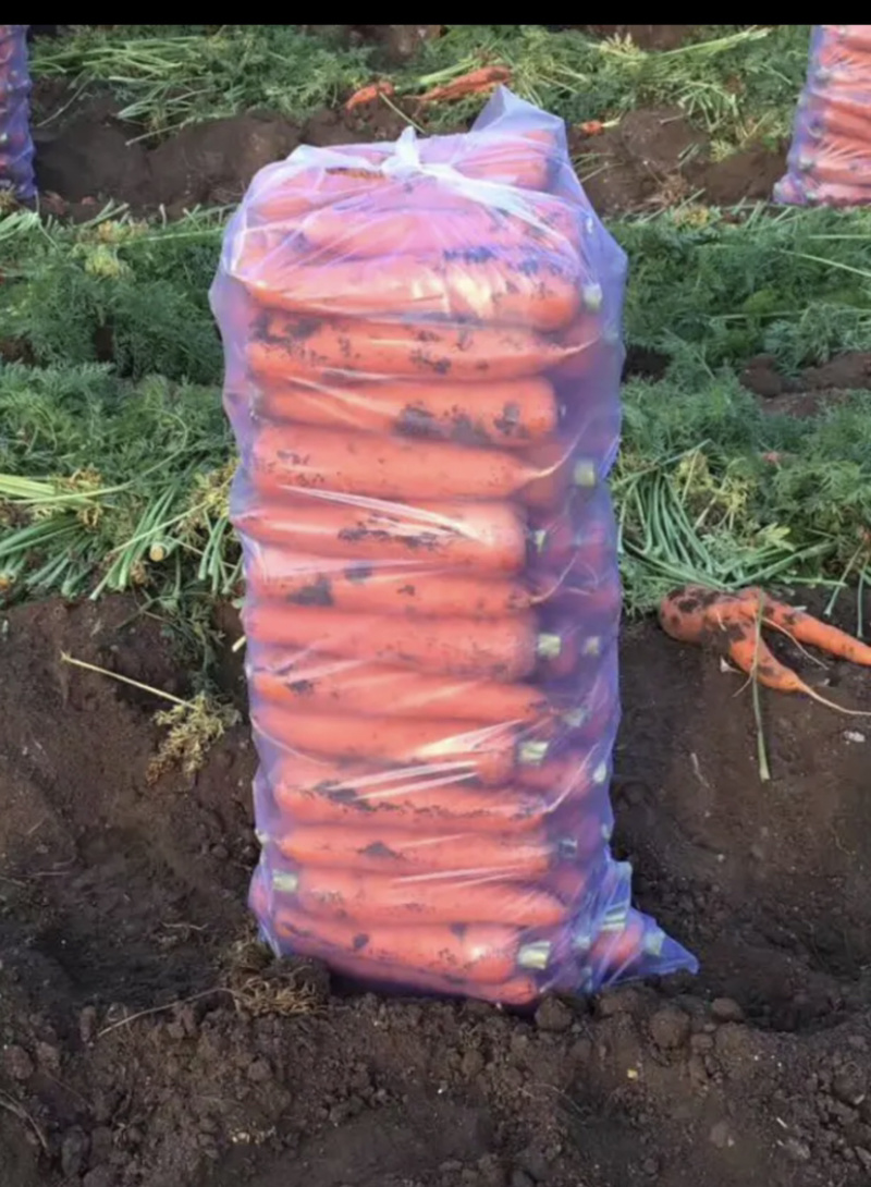 三红胡萝卜，精品胡萝卜，基地直发，河北胡萝卜