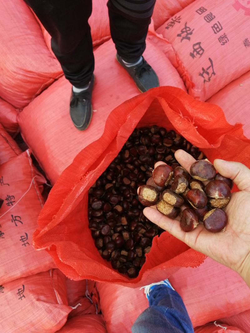 板栗，迁西板栗，产地河北迁西，大标，中标，小标，小粒，