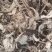 【年末大促销】当归无硫全归片基地直销欢迎实地考察