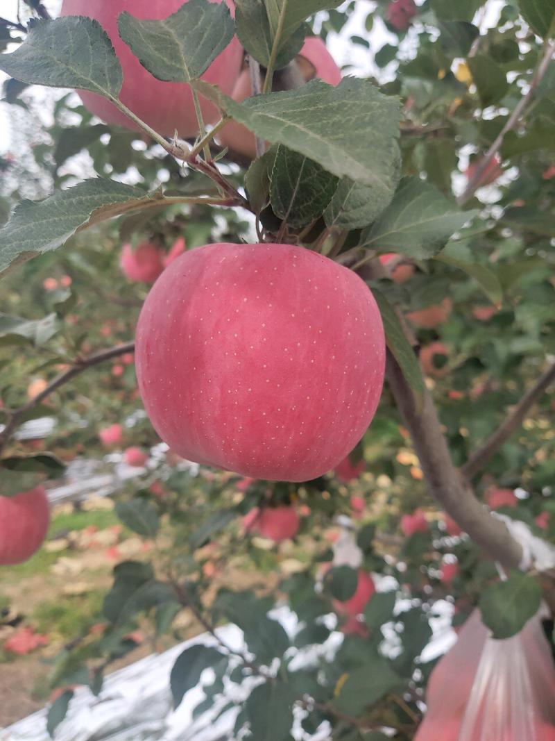 【一件代发】苹果洛川苹果社区团购【整箱包邮】新鲜脆甜