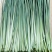 现采竹叶心保鲜发货箬竹叶心泡水凉茶养生饮品