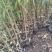 青花椒苗，九叶青花椒苗，基地直供品种保证质量保证
