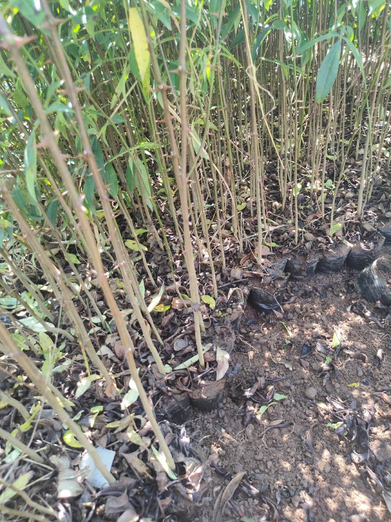 青花椒苗，九叶青花椒苗，基地直供品种保证质量保证