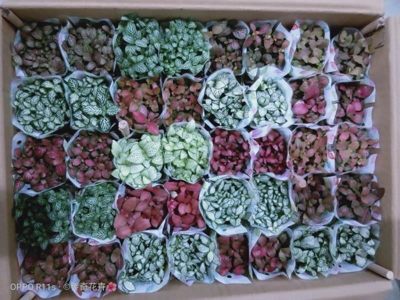 网纹草基地直供80规格混色装一箱40盆全年持续供货