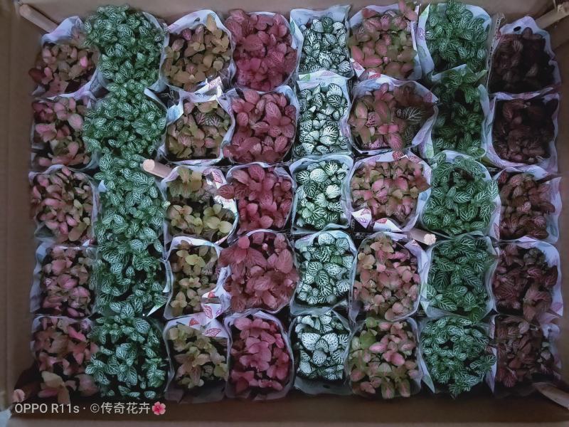 网纹草基地直供80规格混色装一箱40盆全年持续供货