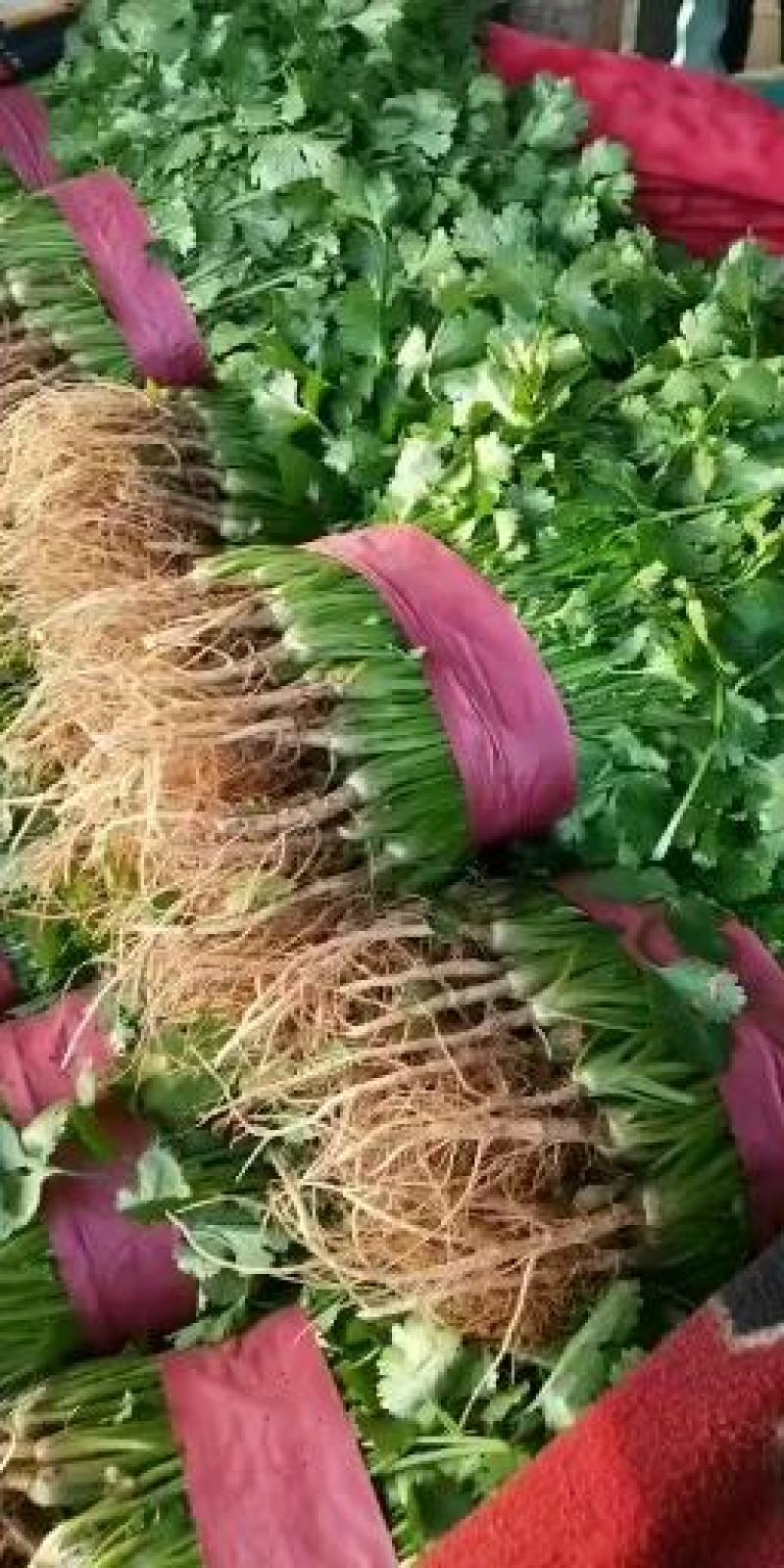本地叶菜大量上市今天大掉价市场有70个左右的品种欢迎来选
