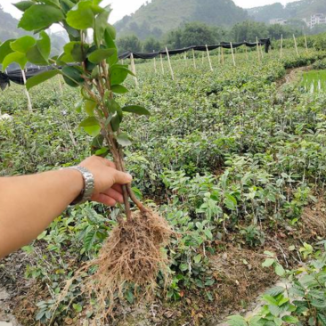油茶苗常年供应长林系，湘林系油茶苗基地现挖现发成活率高