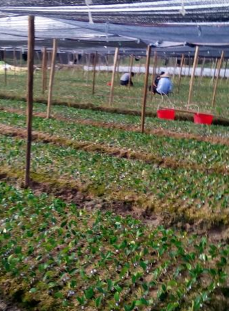 油茶苗常年供应长林系，湘林系油茶苗基地现挖现发成活率高