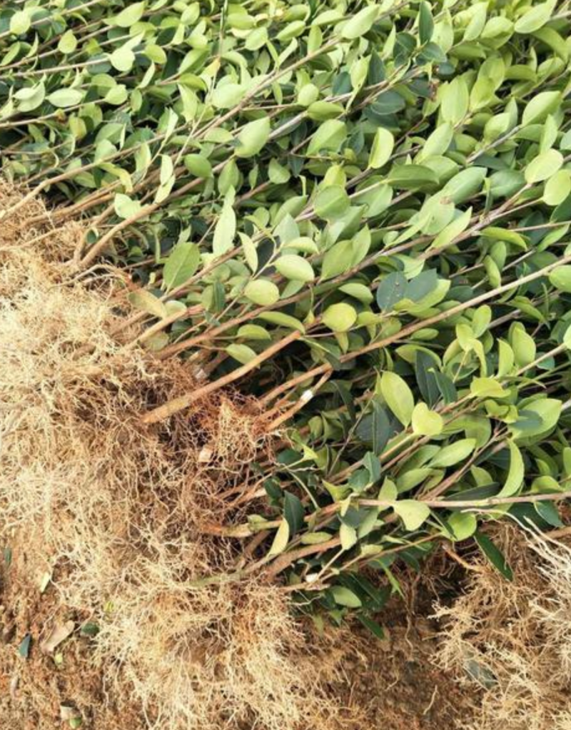 油茶苗常年供应长林系，湘林系油茶苗基地现挖现发成活率高