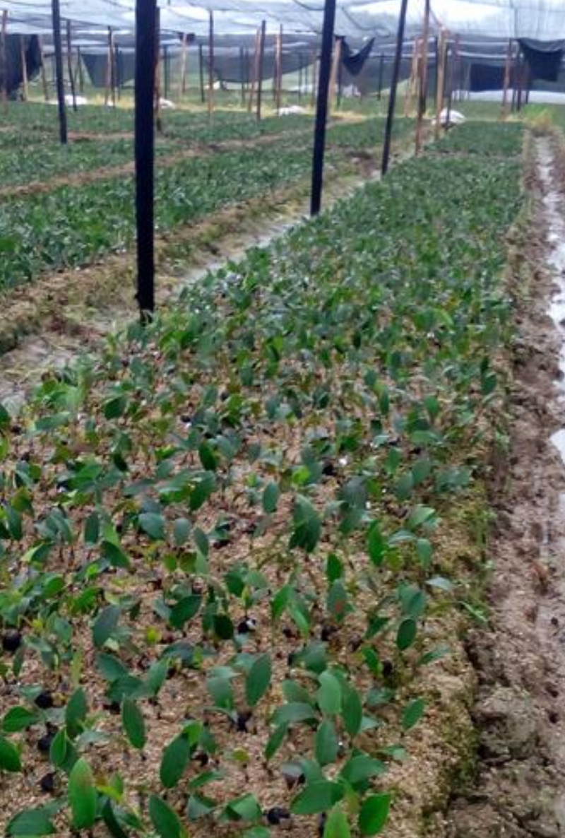 油茶苗常年供应长林系，湘林系油茶苗基地现挖现发成活率高