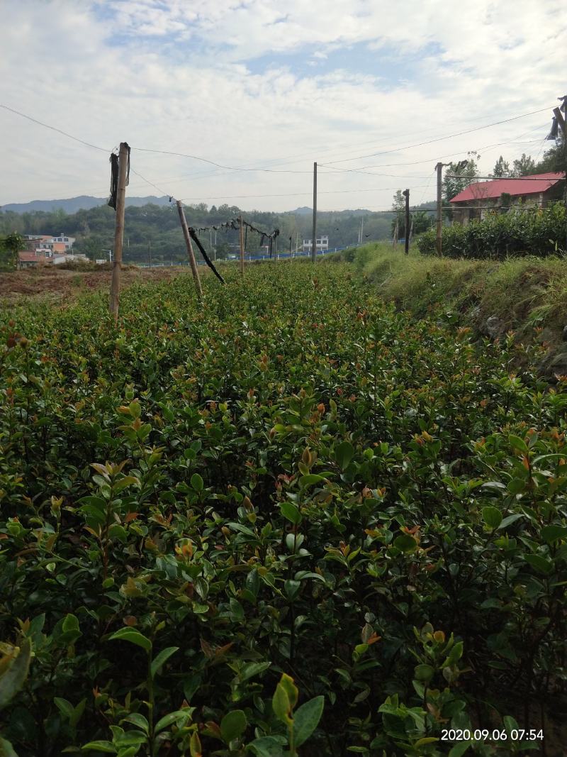 信阳商城油茶苗产地一手货源公司自营苗圃保质保量成活高