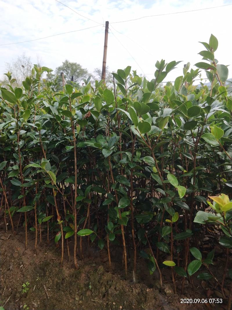 油茶苗常年供应长林系，湘林系油茶苗基地现挖现发成活率高