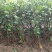 油茶苗常年供应长林系，湘林系油茶苗基地现挖现发成活率高