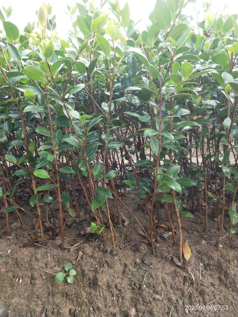 油茶苗常年供应长林系，湘林系油茶苗基地现挖现发成活率高