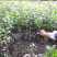 油茶苗常年供应长林系，湘林系油茶苗基地现挖现发成活率高