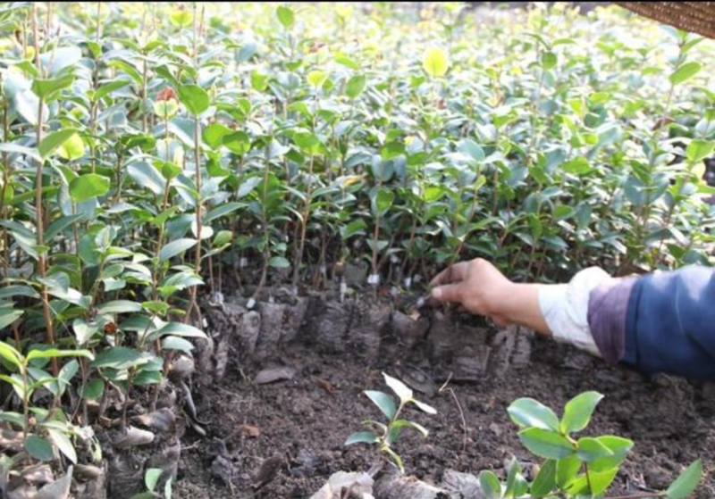 油茶苗常年供应长林系，湘林系油茶苗基地现挖现发成活率高