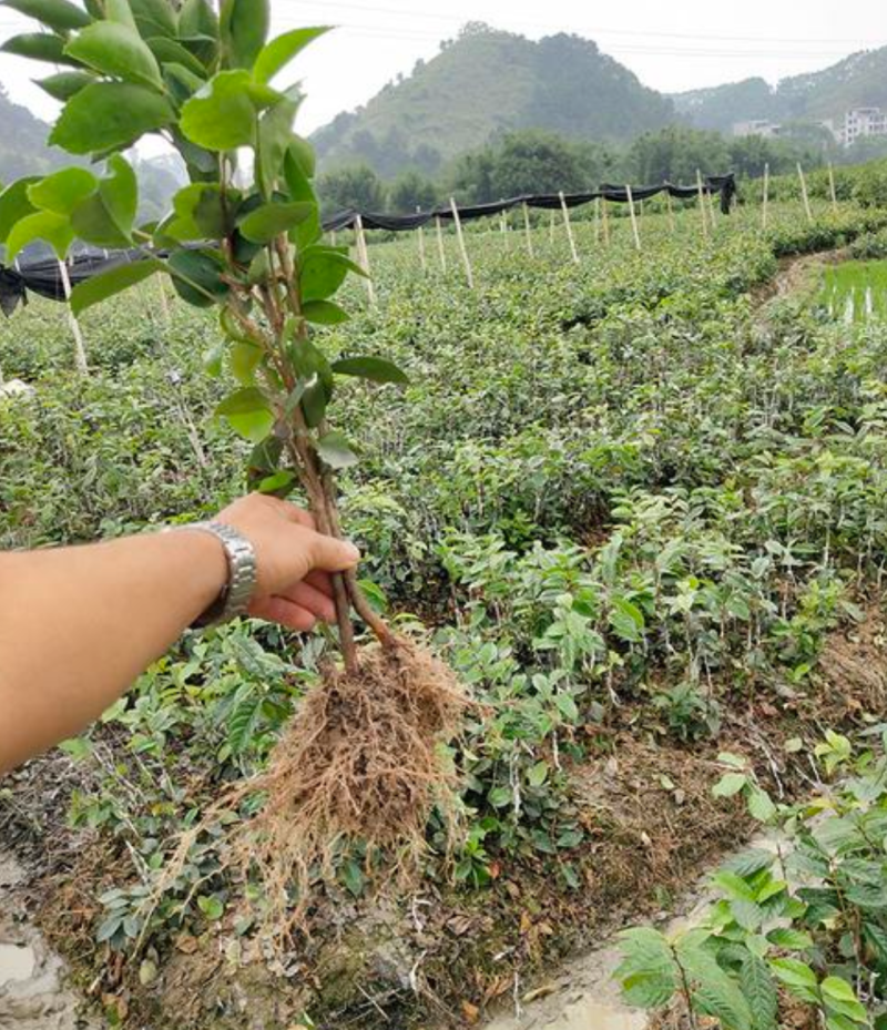 信阳商城油茶苗产地一手货源公司自营苗圃保质保量成活高