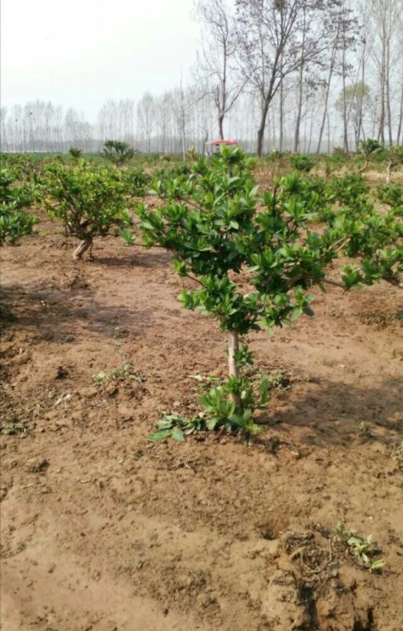 四季金银花苗顺丰包邮包成活包回收免费提供技术