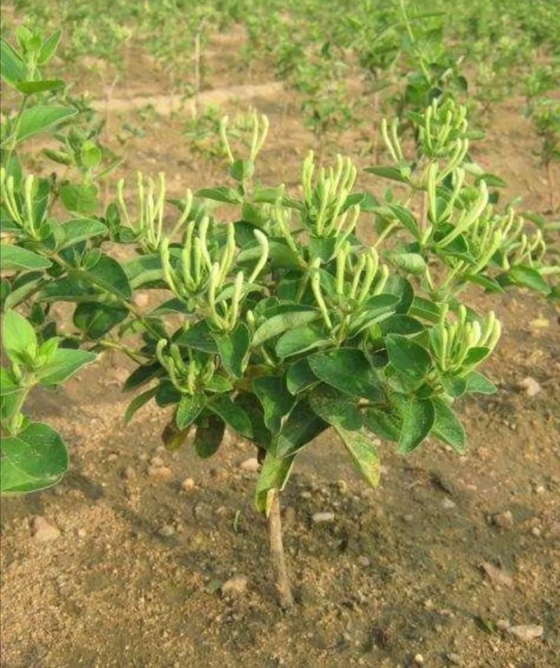 四季金银花苗顺丰包邮包成活包回收免费提供技术