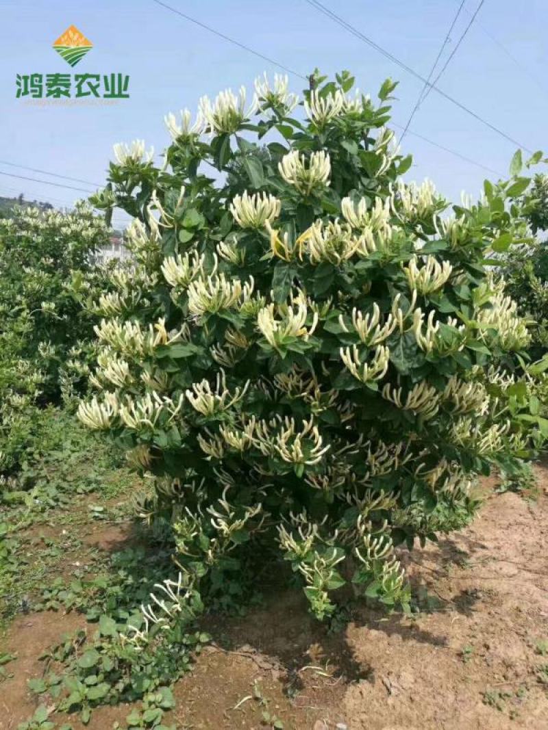 四季金银花苗顺丰包邮包成活包回收免费提供技术