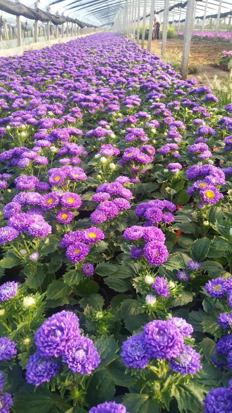 翠菊，基地直销，常年销售各种绿化苗木。