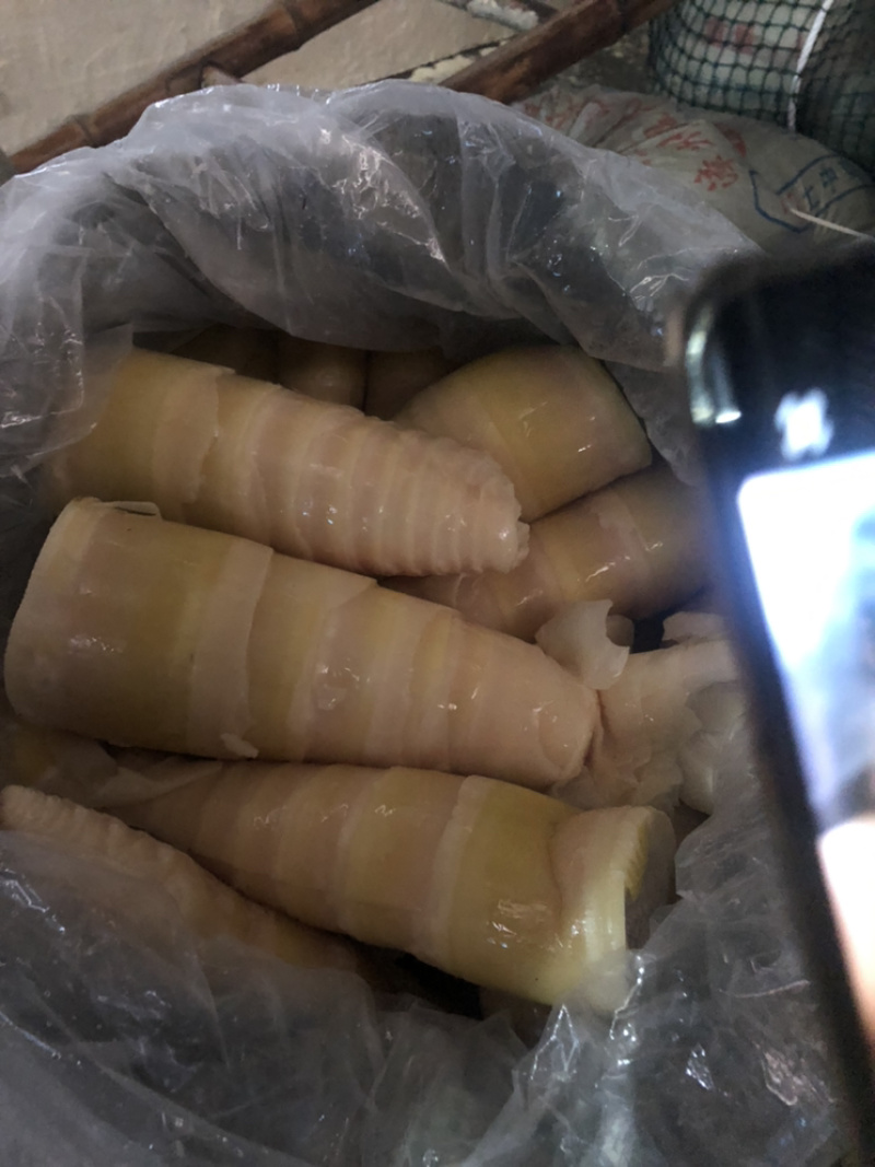 毛竹笋无限量供应可深加工酸笋黄笋丝螺丝粉专用酸笋