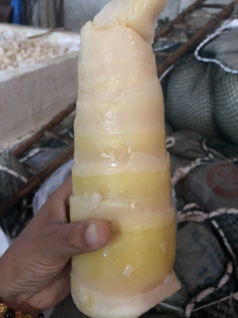 毛竹笋无限量供应可深加工酸笋黄笋丝螺丝粉专用酸笋