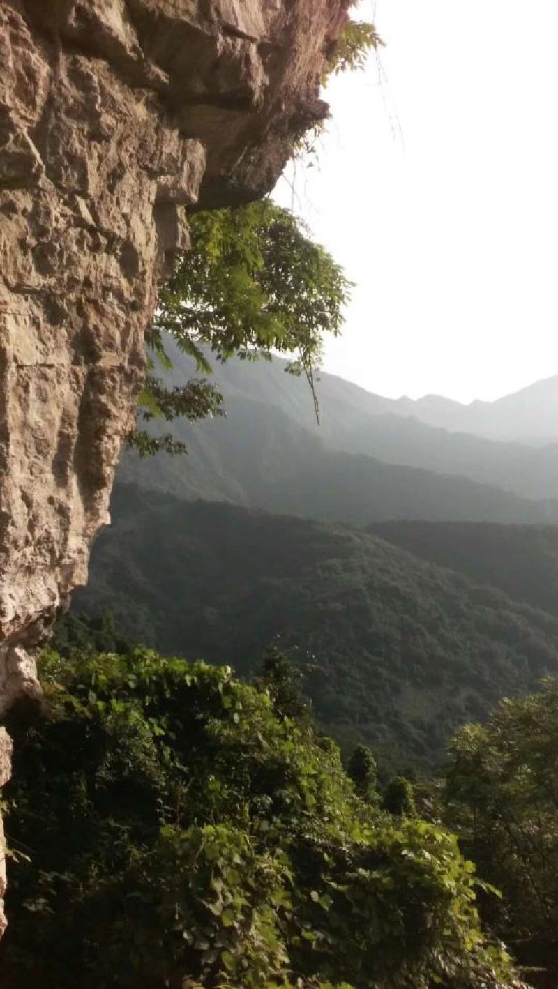 【热销】陕西野生土蜂蜜，百花蜜，一年只取一次保质保量