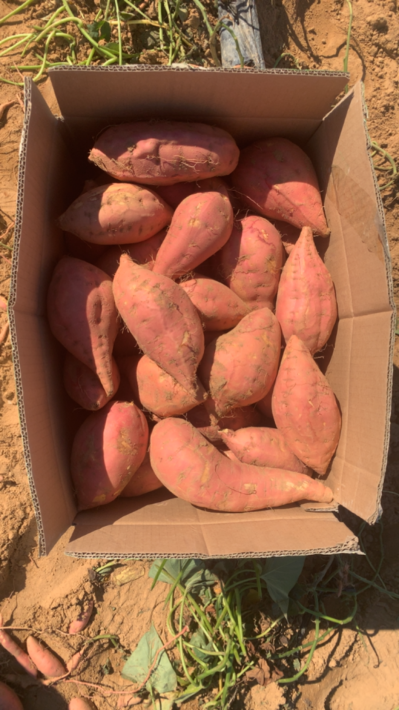 新鲜蜜署红壤烤地瓜特甜红薯烟署糖心红心蜜署