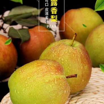 百果之宗玉露香梨