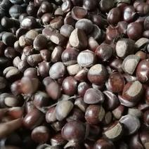 云南高黎贡山纯野生老品种板栗，可分级，内腐百分之十以内。