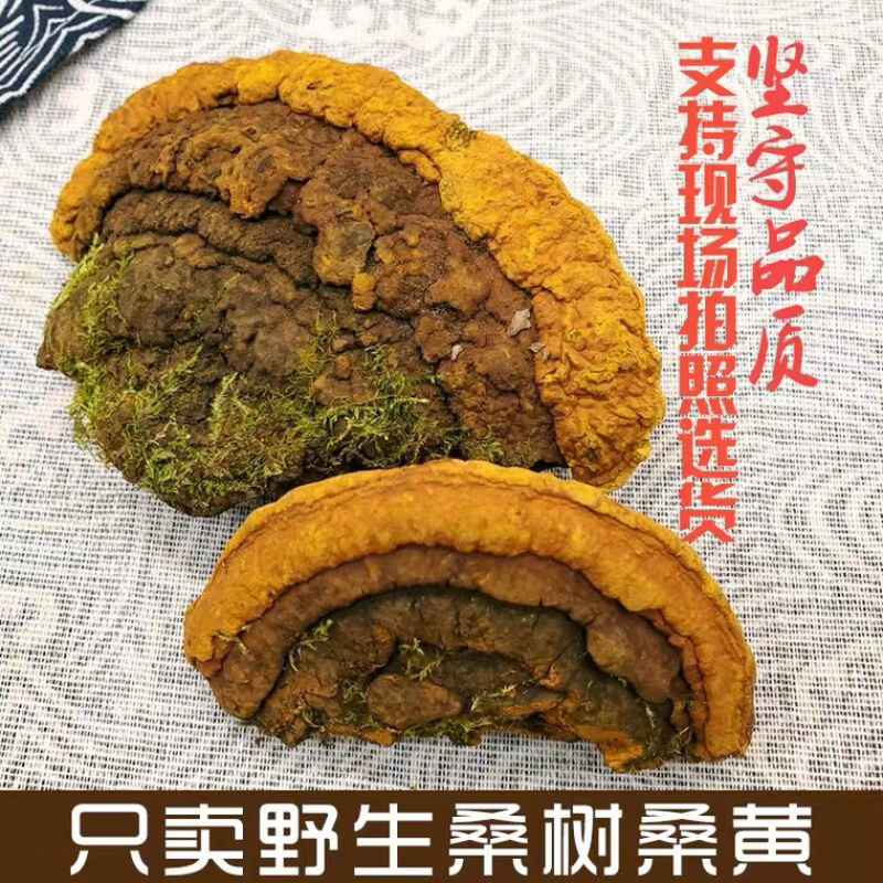 纯野生桑树桑黄金边纯正品好品质桑树桑黄诚信经营