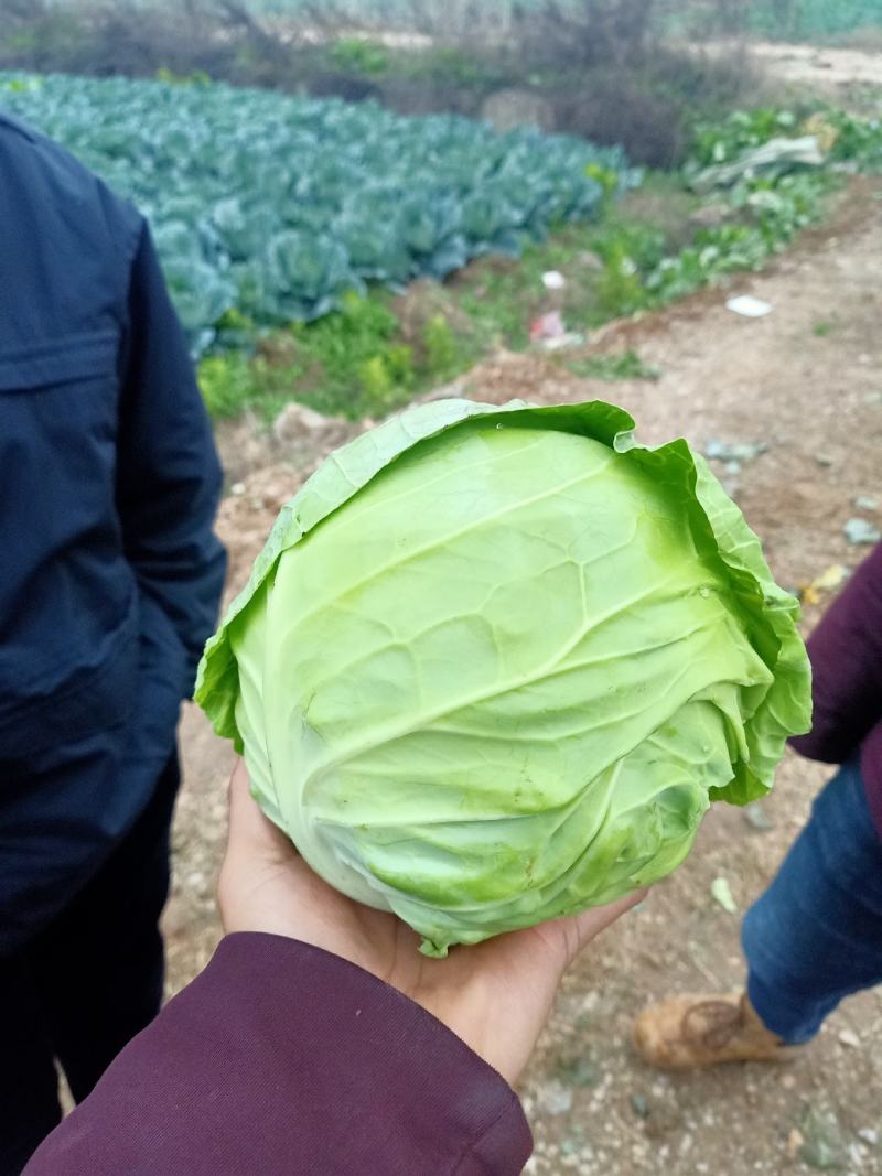 甘蓝，地头货价格优惠欢迎老板咨询